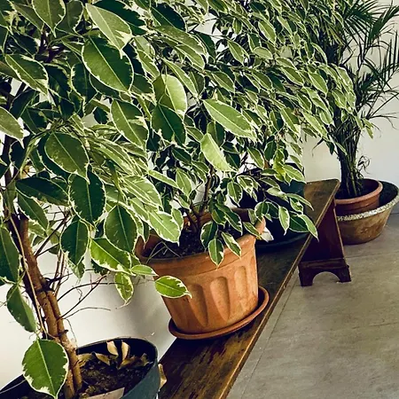 Stylish Boutique House Turquoise With 2 Outdoor Areas & Adjoining Cafeteria - Very Near Valletta - Non Sharing & Quiet דירה *